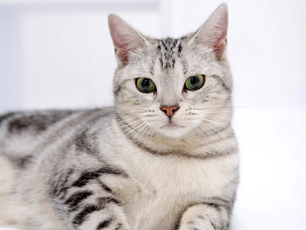 European shorthair tabby cat