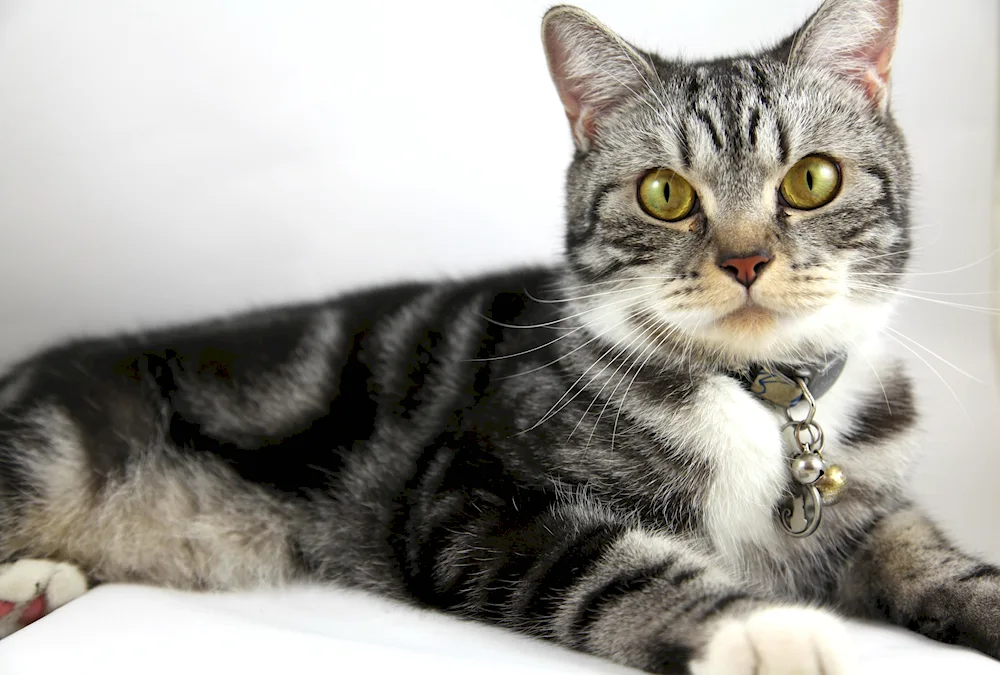 European shorthair tabby