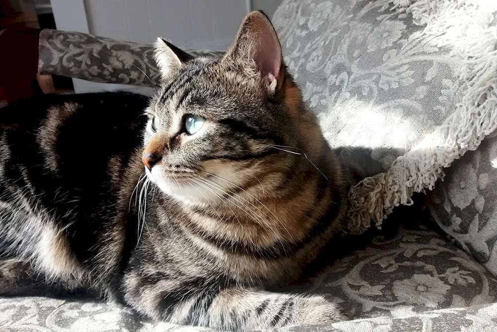 European shorthair tabby cat