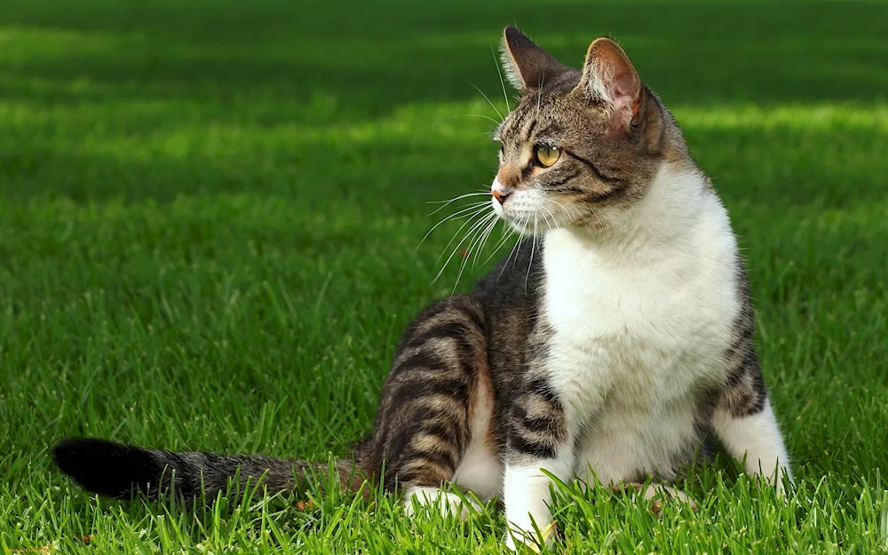 European shorthair tabby red