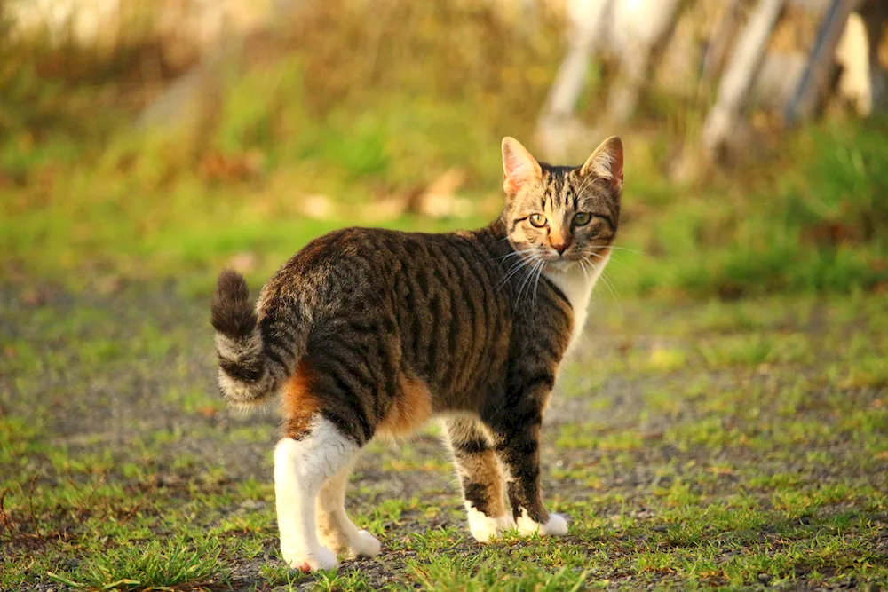 European shorthair tabby grey striped