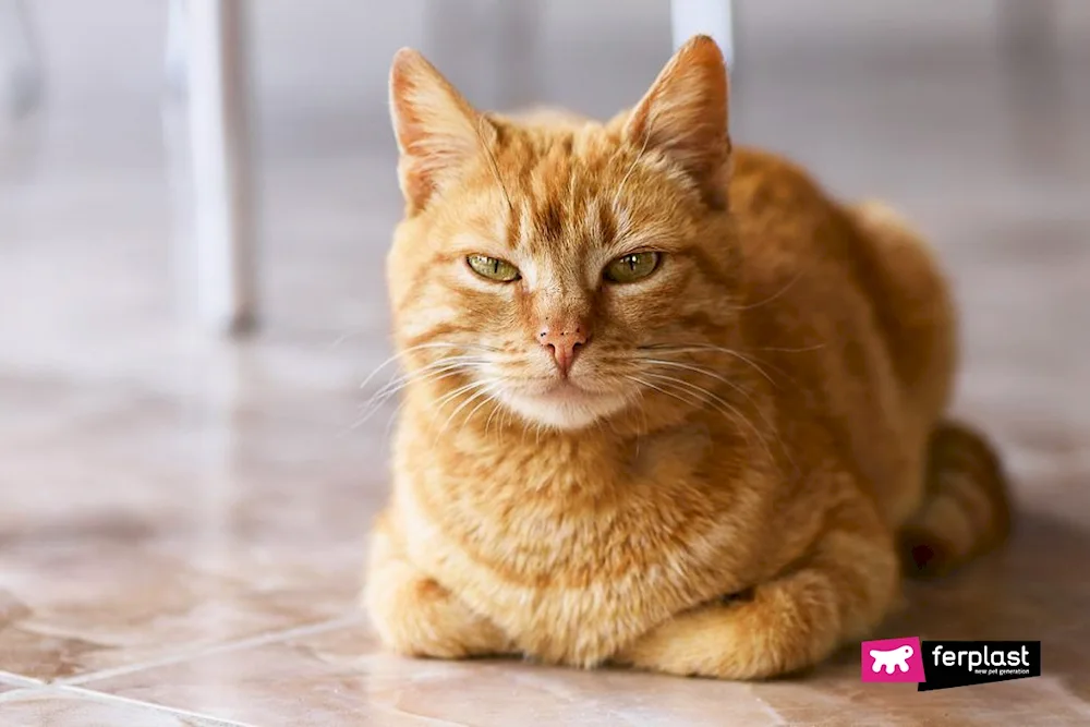 European shorthair tabby red