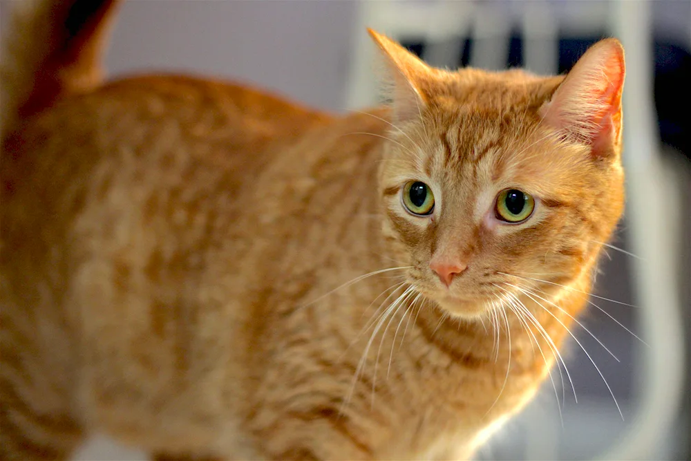 European shorthair tabby ginger