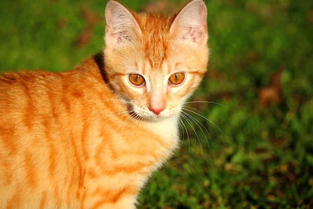 European shorthair tabby red