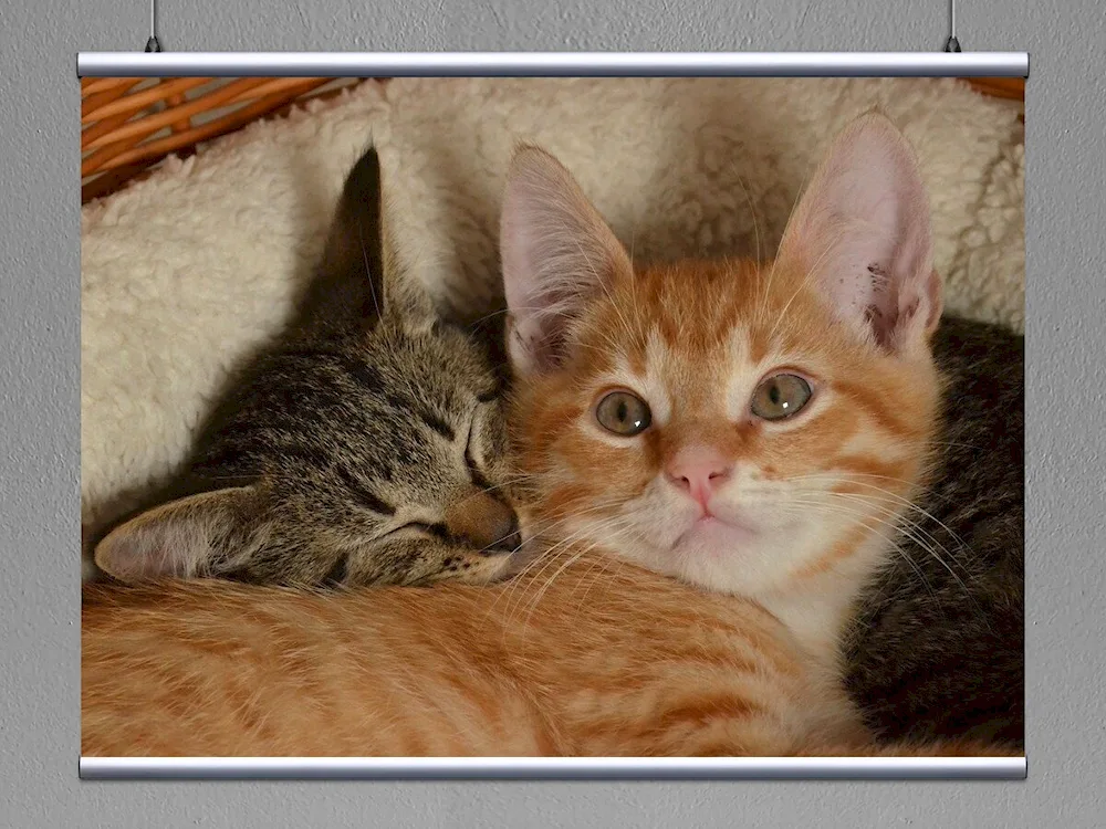 European Shorthair tabby redhead