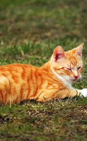 European shorthair tabby red