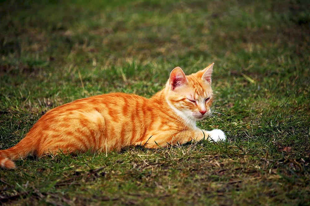 European shorthair tabby red