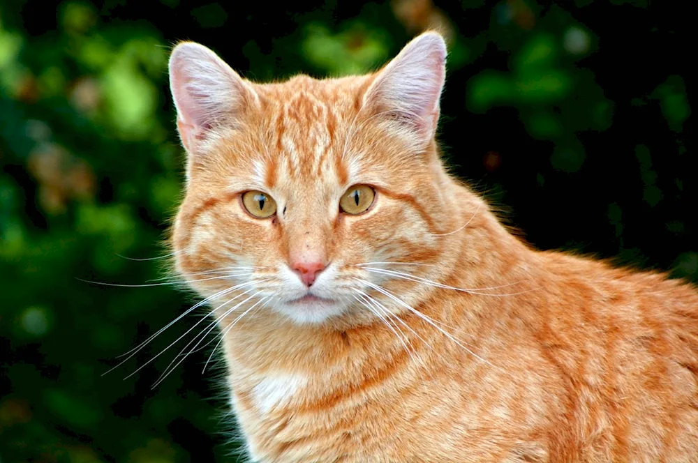 Bengal shorthair cat redheaded