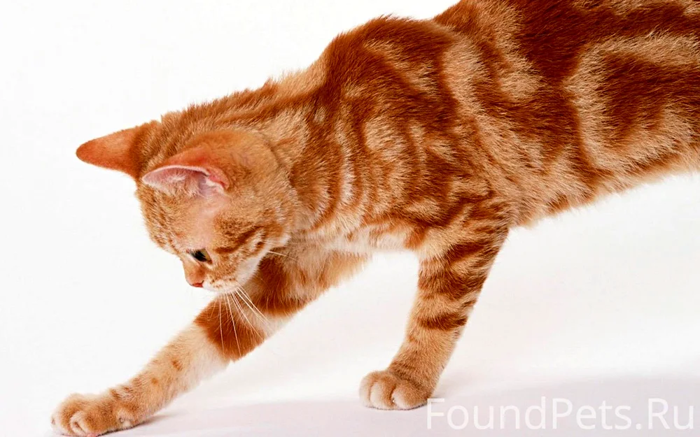 European shorthair tabby redheaded