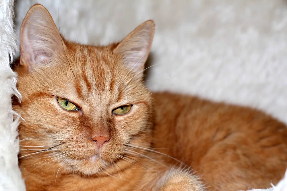 European shorthair tabby cat ginger