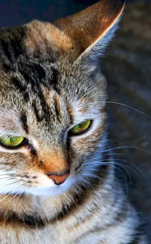 European shorthair tabby red