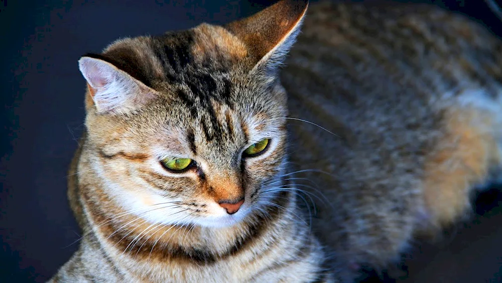 European shorthair tabby red