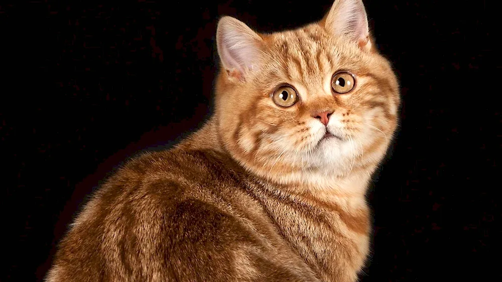 European Shorthair tabby red