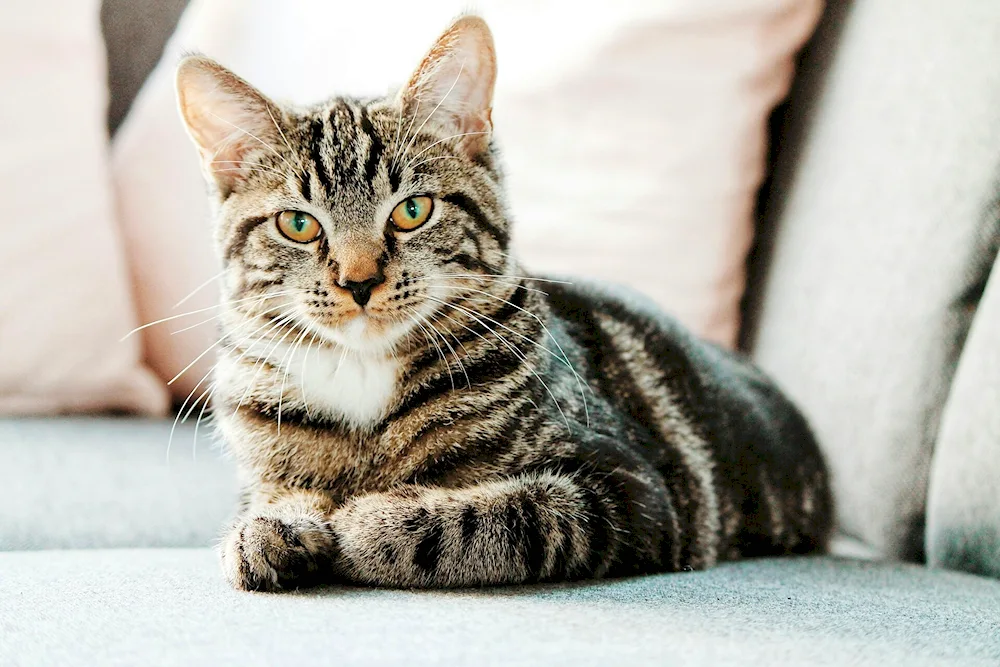 European shorthair tabby tiger