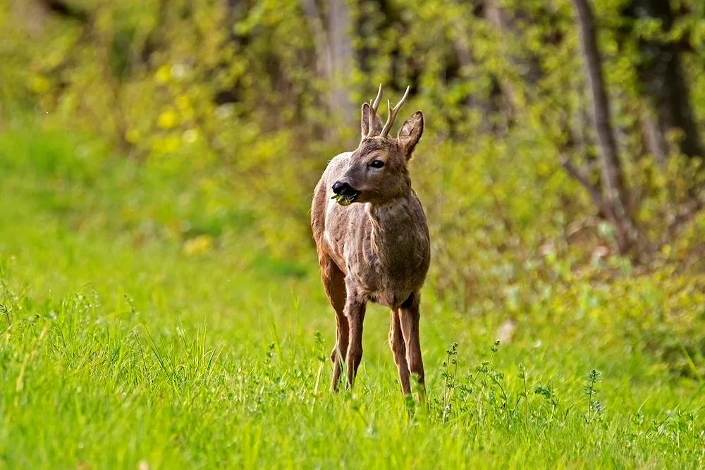 European roe deer