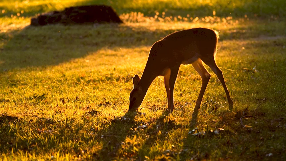 European roe deer Caucasian reserve