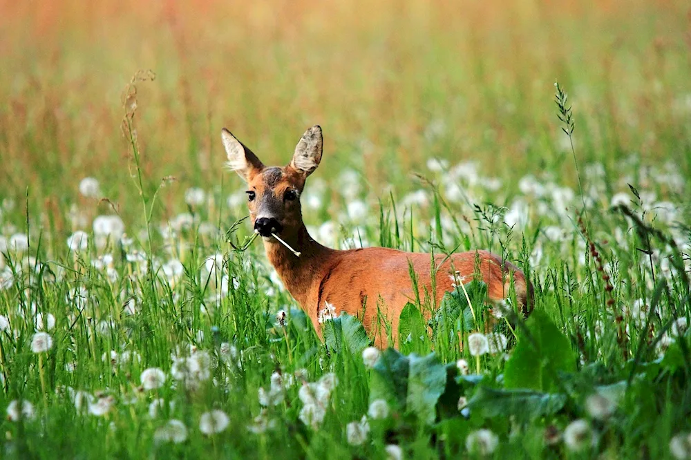 Spotted deer Deer calves