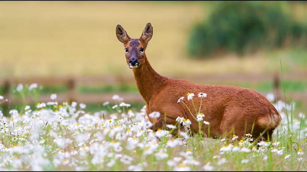 European deer