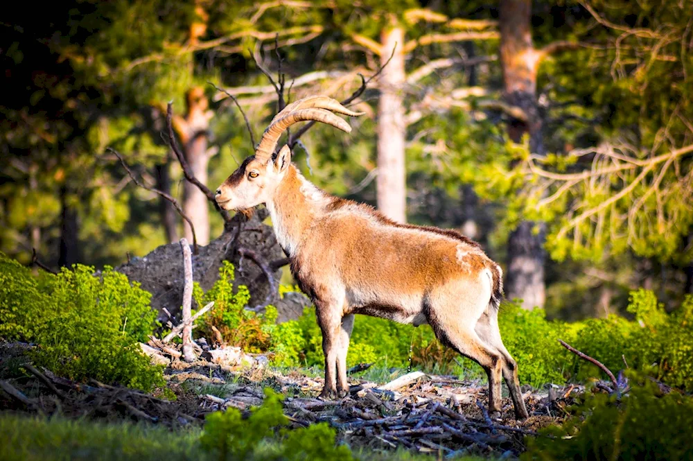 European roe deer Caucasian Reserve