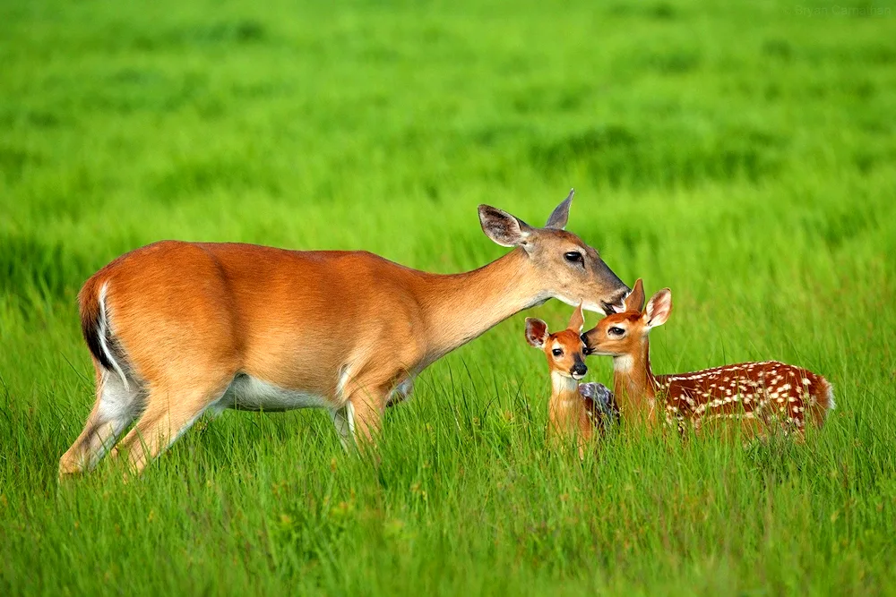 Siberian roe deer