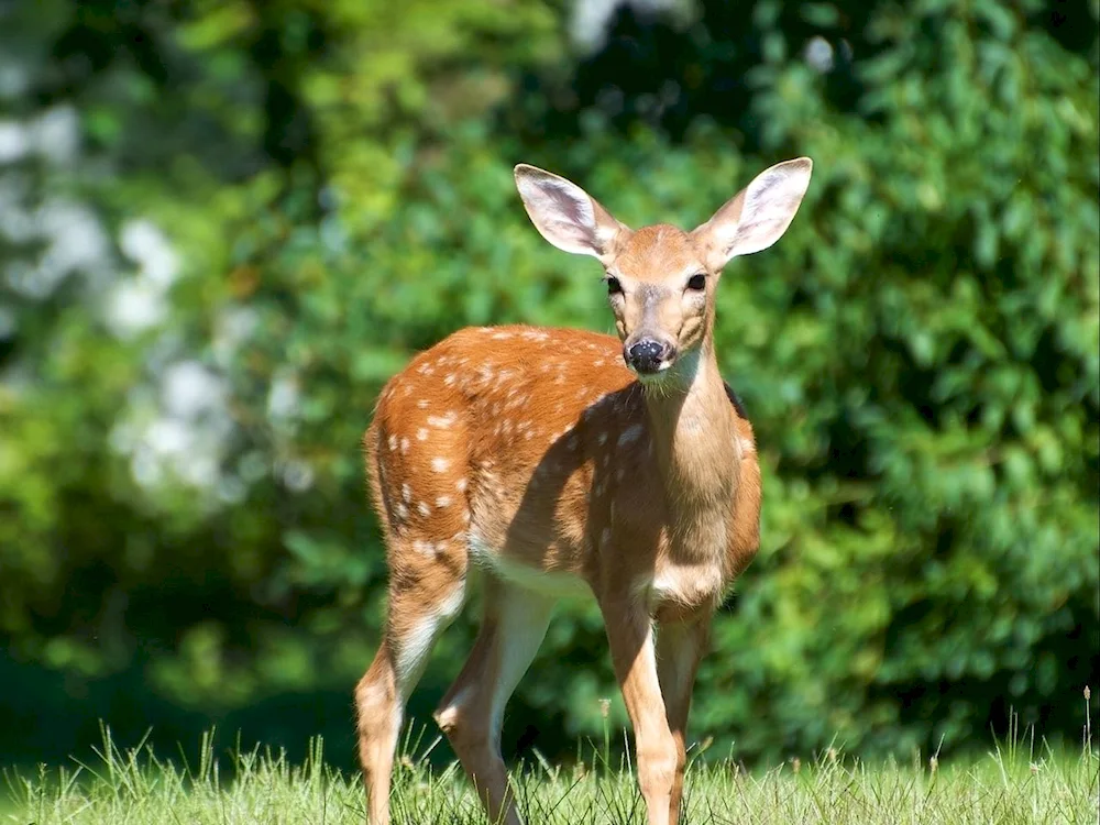 Siberian roe deer