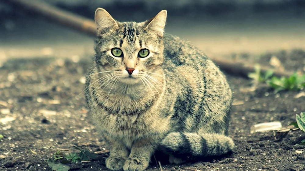 European Forest Shorthair cat