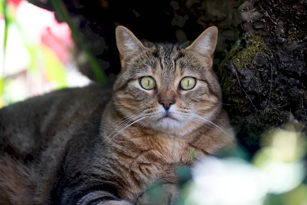 European Forest shorthair cat