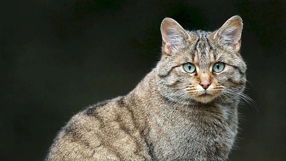 European Forest cat. Shorthair cat