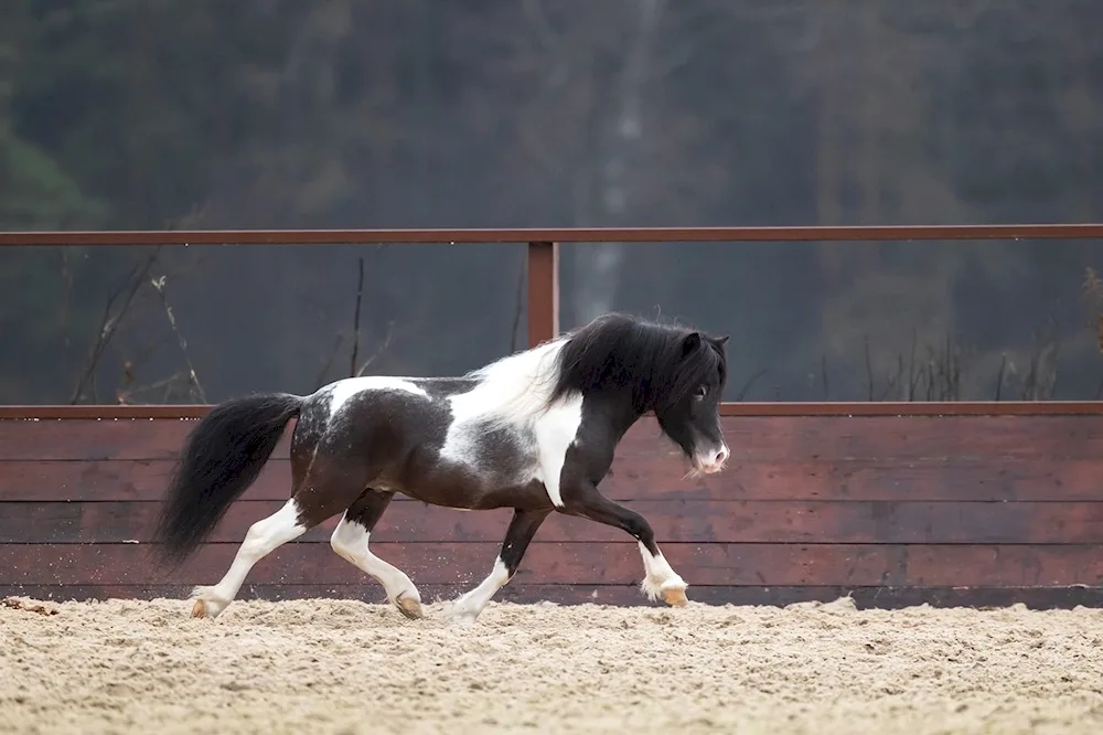 European miniature horse