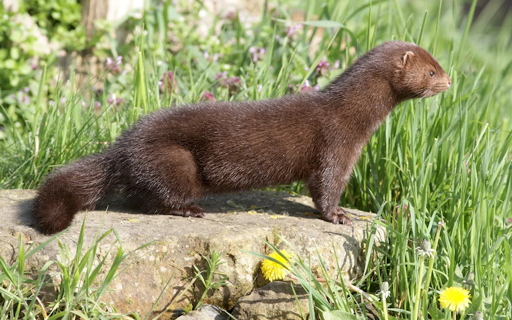 European mink Mustela lutreola