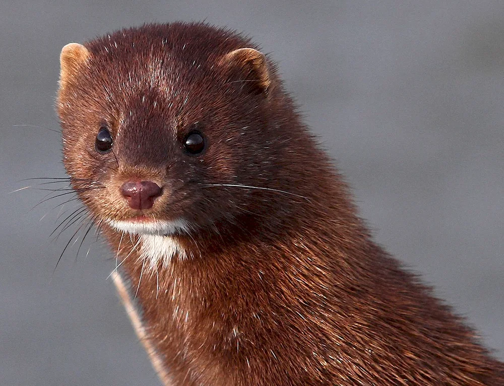 Forest weasel polecat