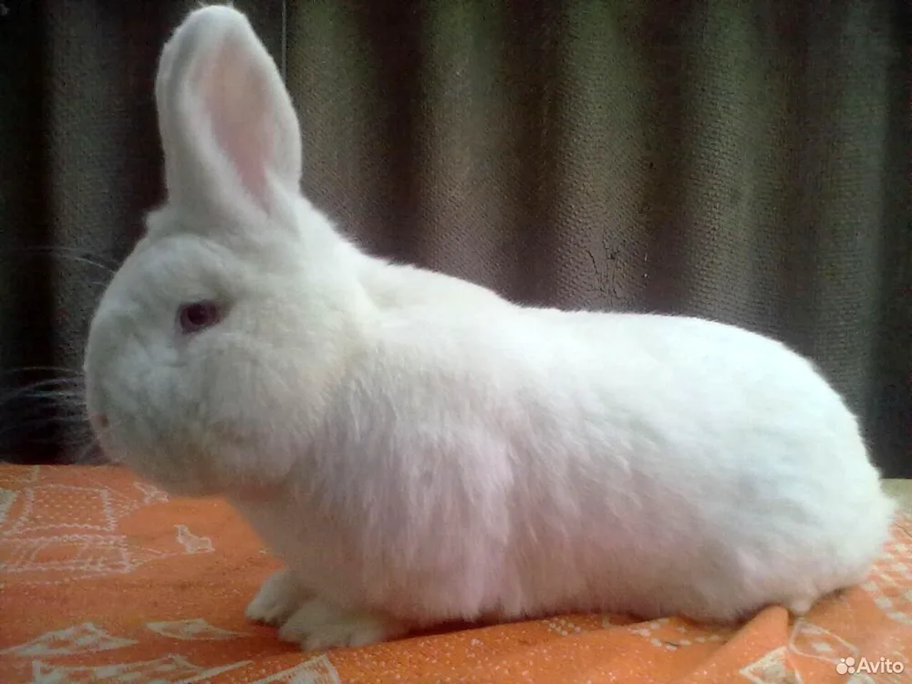 Chinchilla agouti