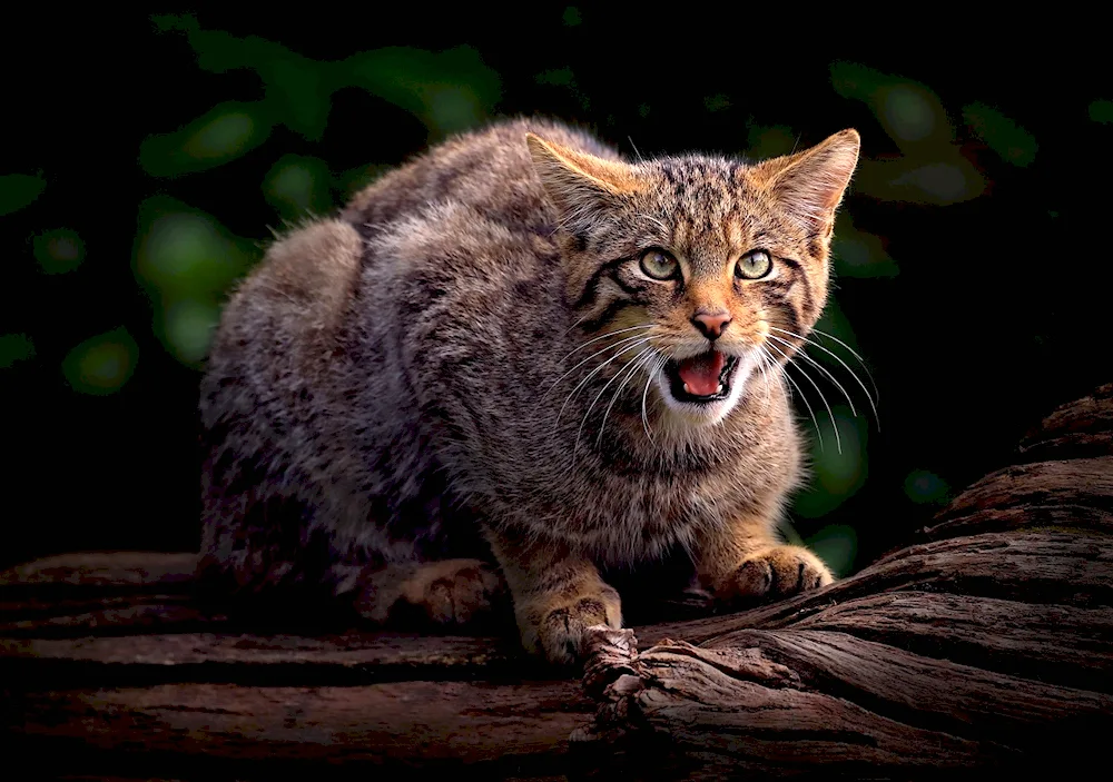 European wild Forest cat