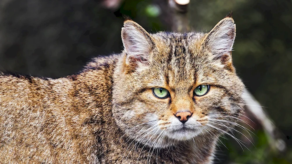 Tabby mackerel tiger