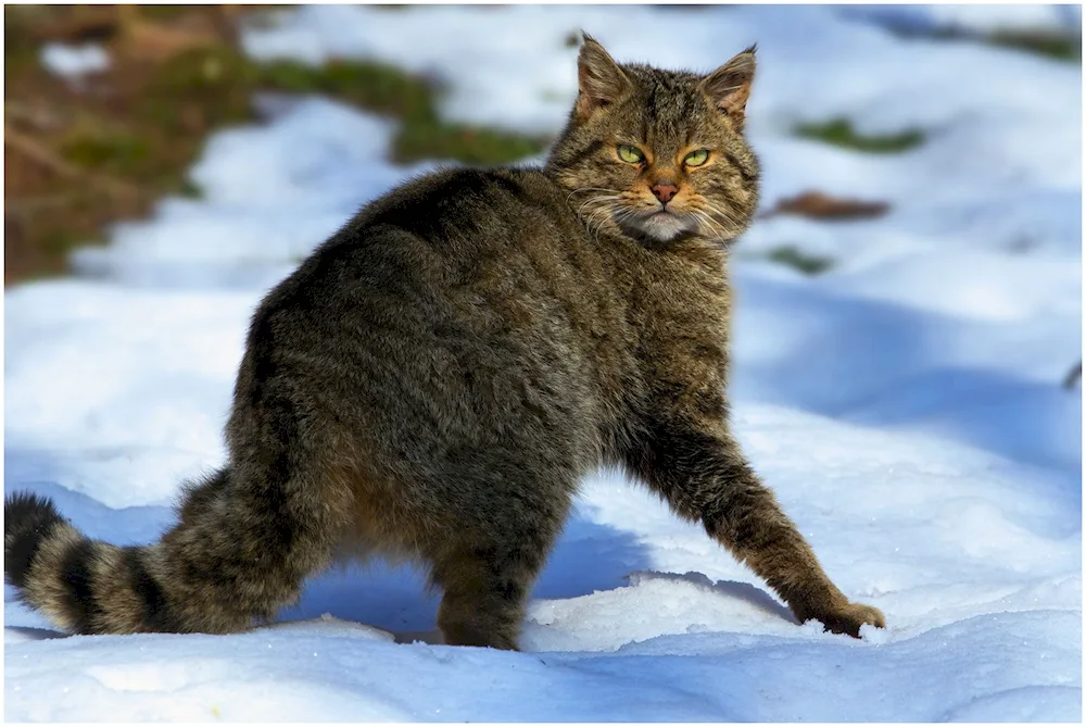 European Wild Forest Cat