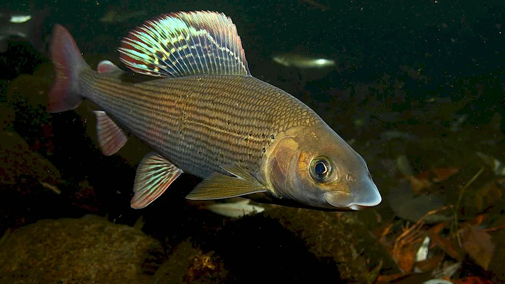 European grayling - Thymallus thymallus l. 1758