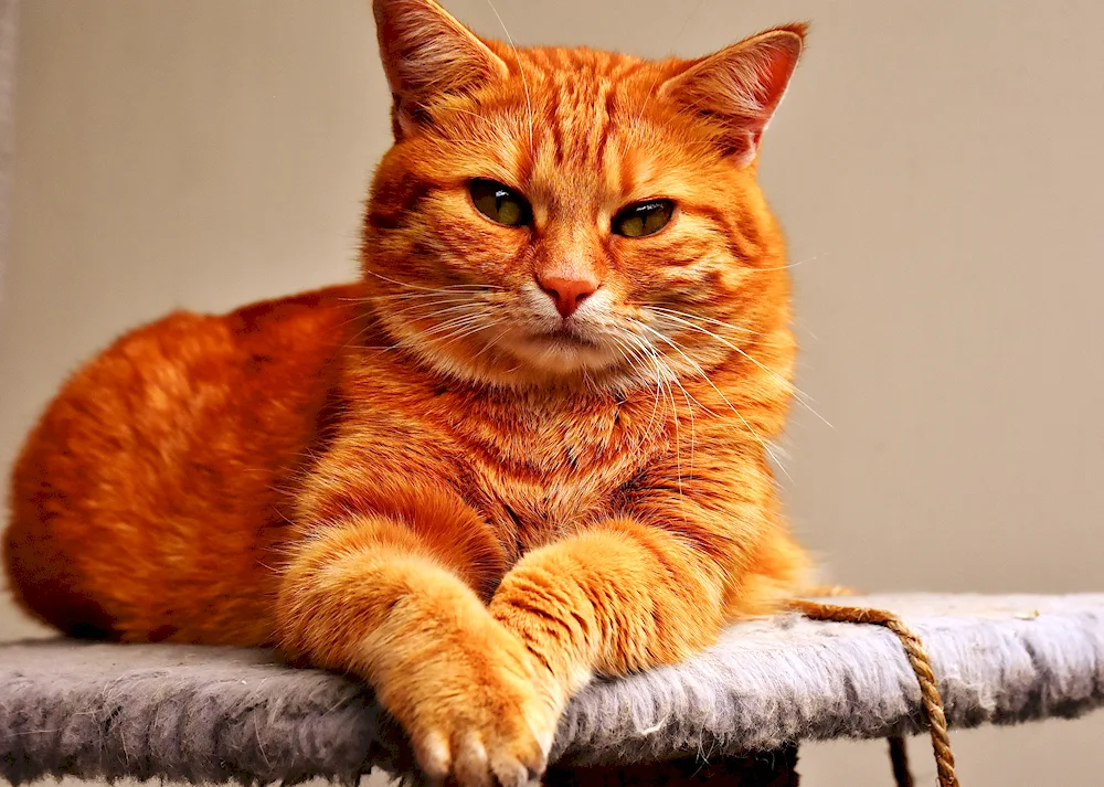 European shorthair cat red