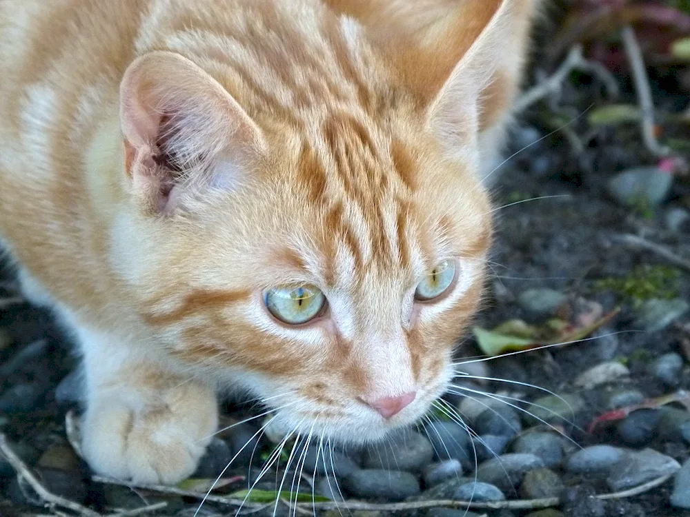 Macrail tabby red