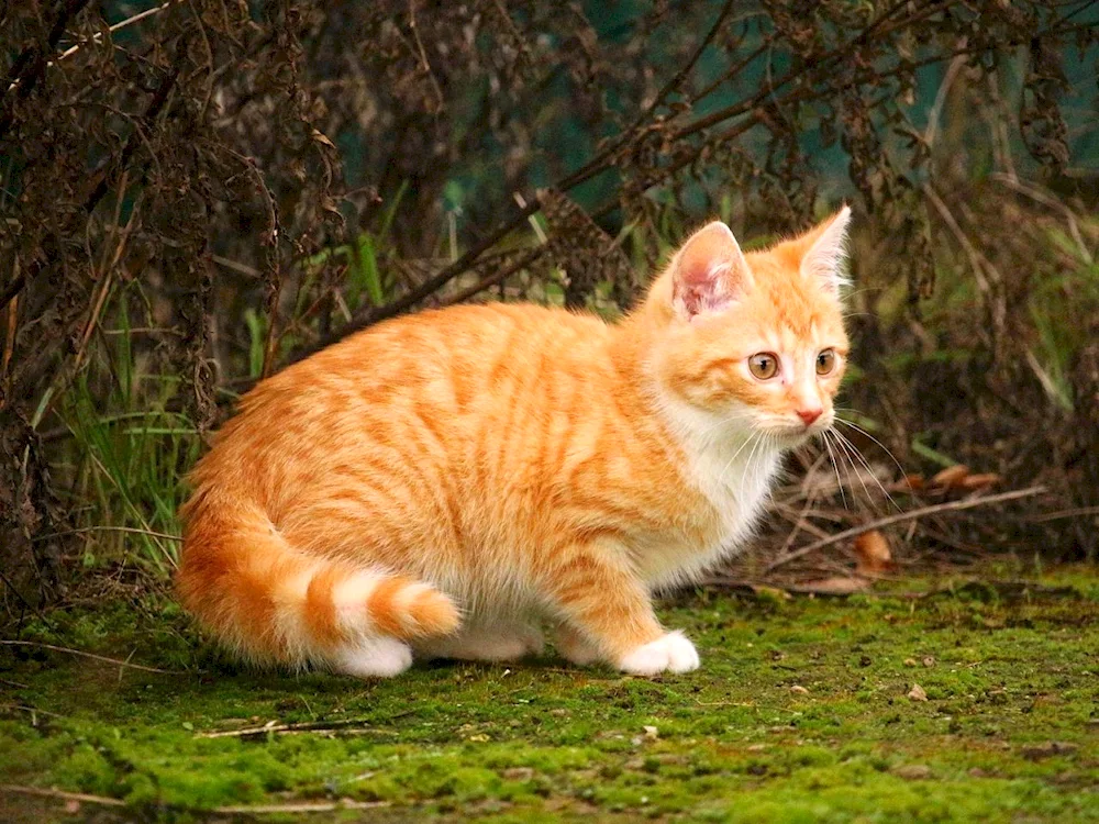 European Shorthair cat red