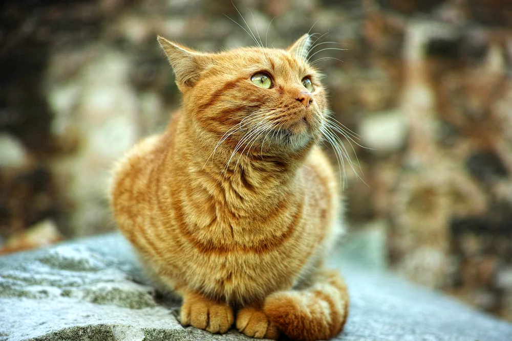 Siamese shorthair cat