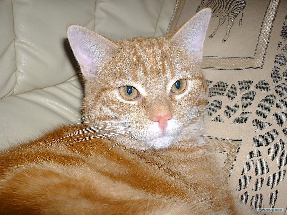 European Shorthair Pied Pied Piper redhead