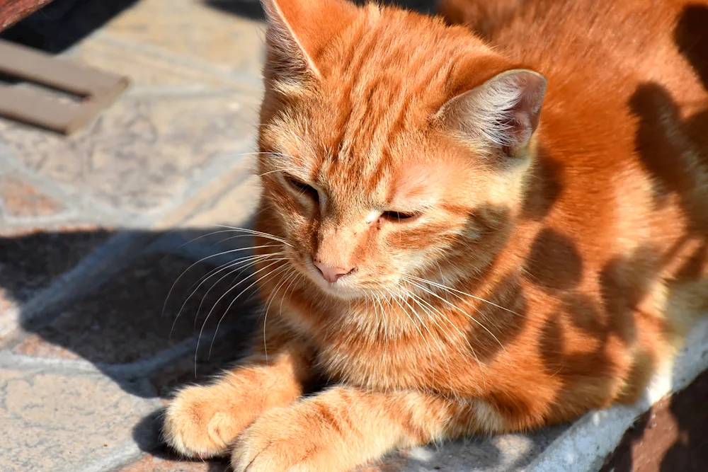 European shorthair cat red