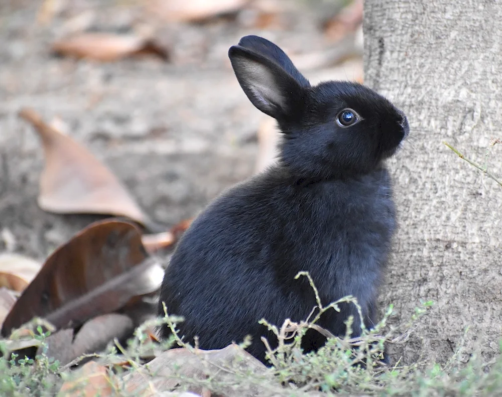 Long-haired rabbit