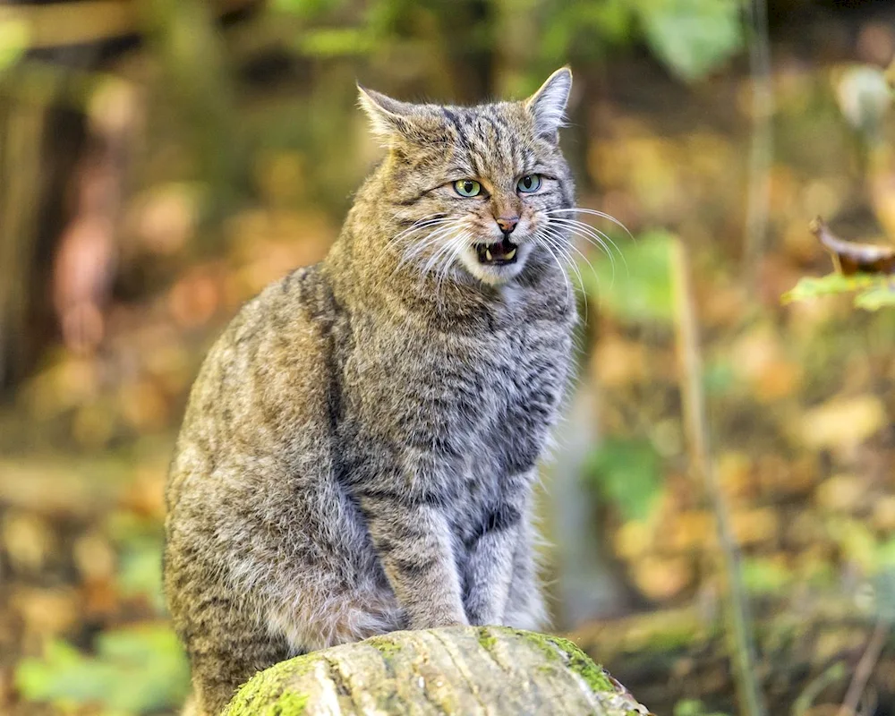 Steppe Cat Manul