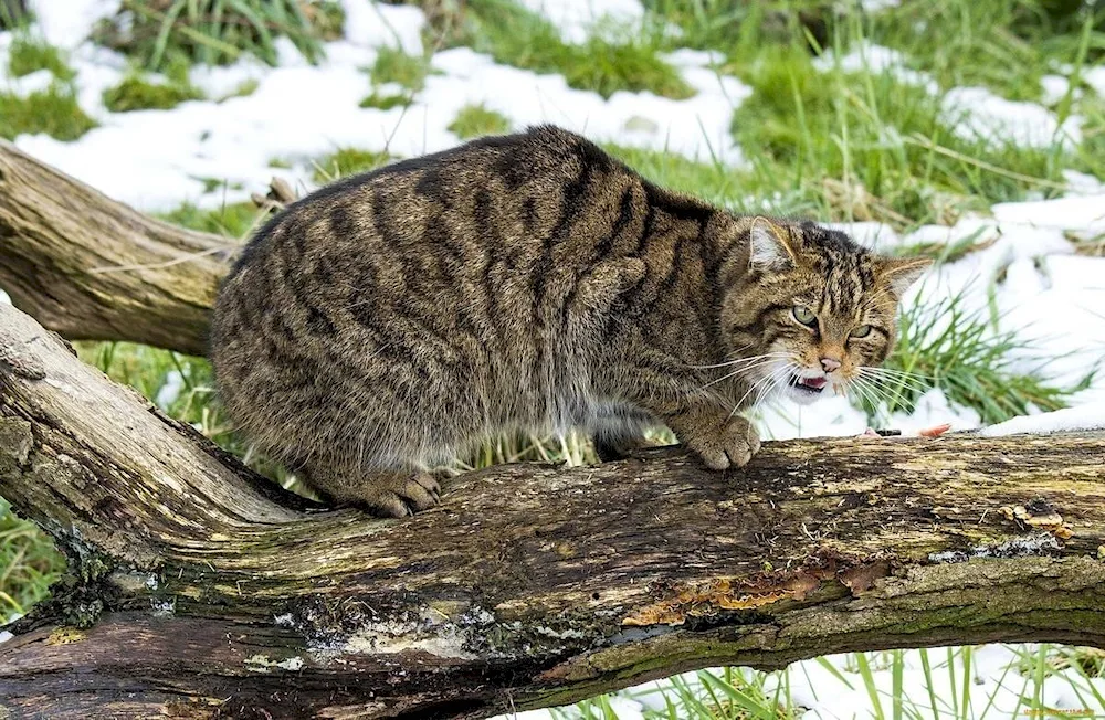 European Reeded Forest Cat