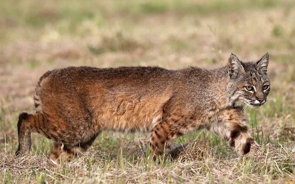 European Forest cat reed