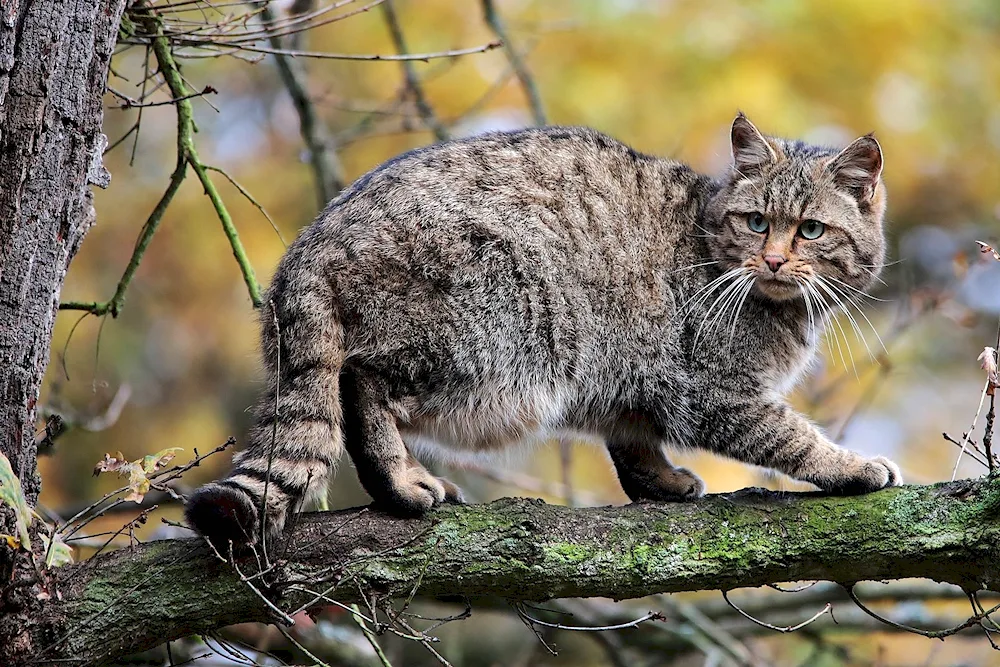 British shorthair cat