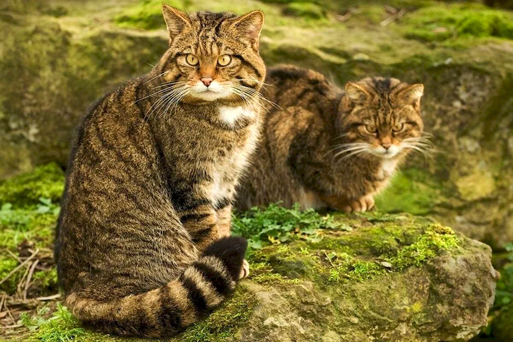 European Forest Cat reed