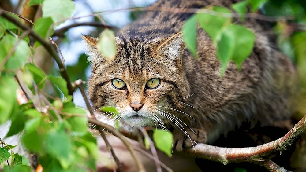 European Forest Cat Reed's Forest Cat