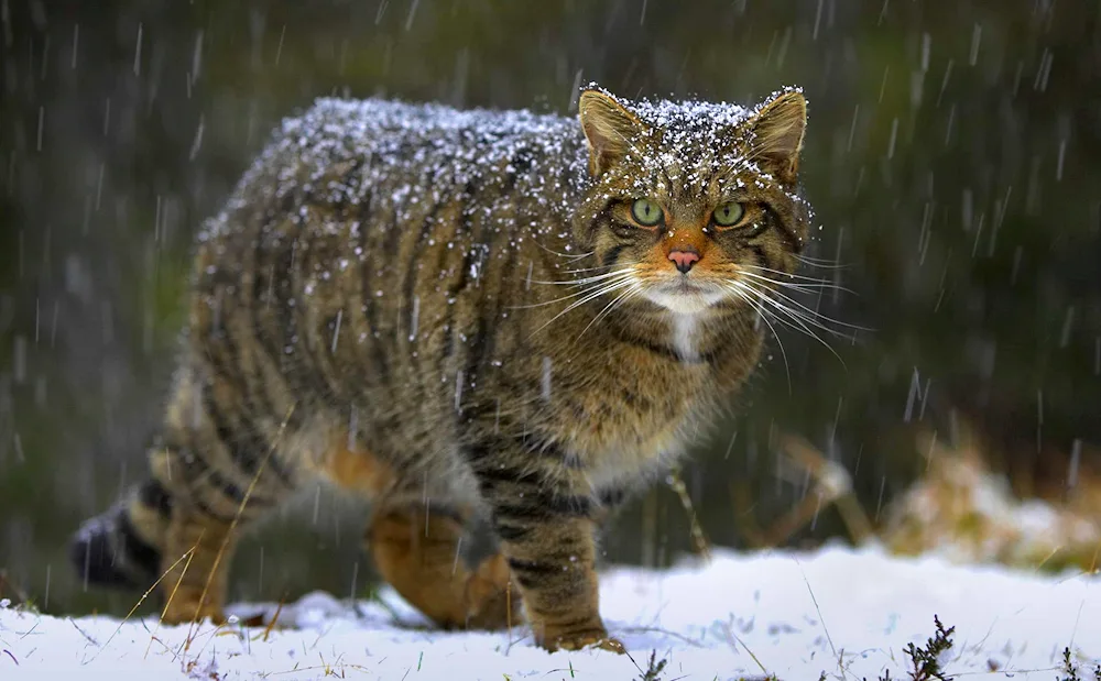 European Forest cat reed cat